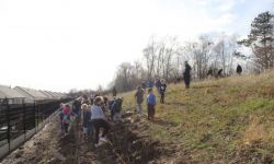 Plantations Cavalier   043